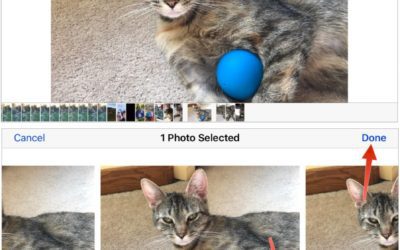 Capture Perfect Photos of Kids, Pets, Sports, and Wildlife with the iPhone’s Burst Mode